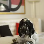 فندق بوليتسر روما